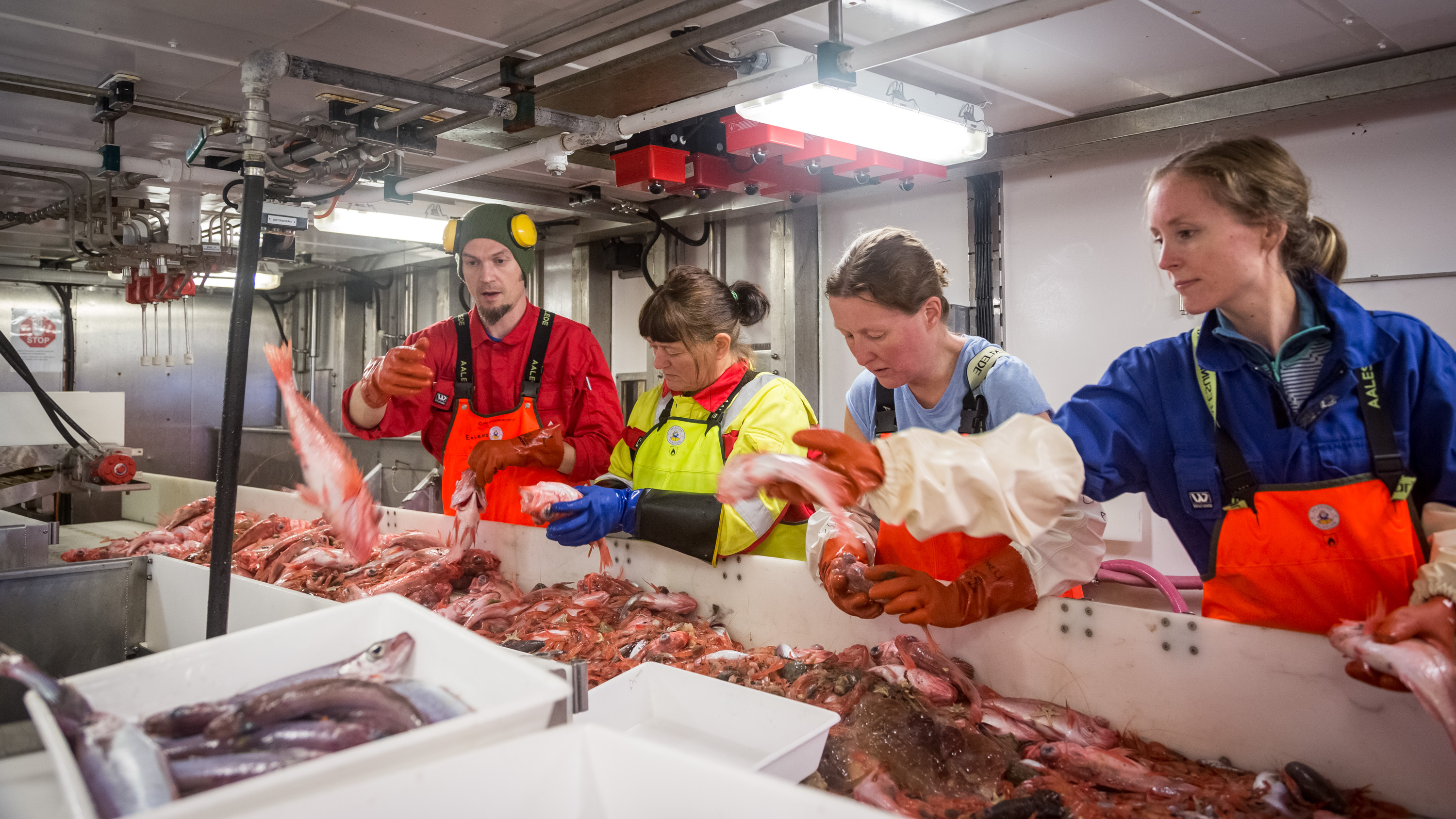 
foto av forskningsteknikere som sorterer fisk om bord i et forskningsskip