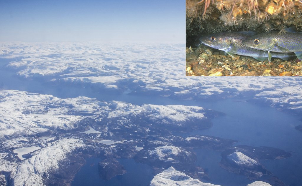 montasje av to bilder; Sognefjorden sett fra et fly, og to små torsk i sjøen