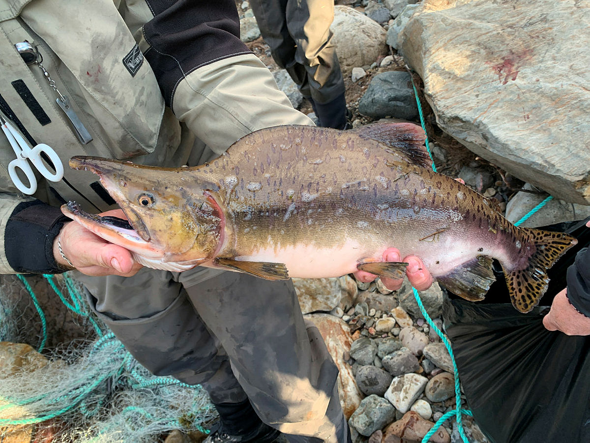Pink salmon in Norway  Institute of Marine Research
