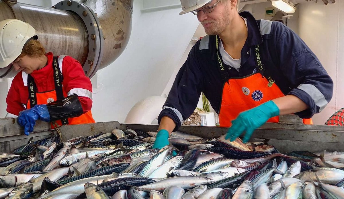 
bilde av to forskningsteknikere som sorterer makrell på en båt