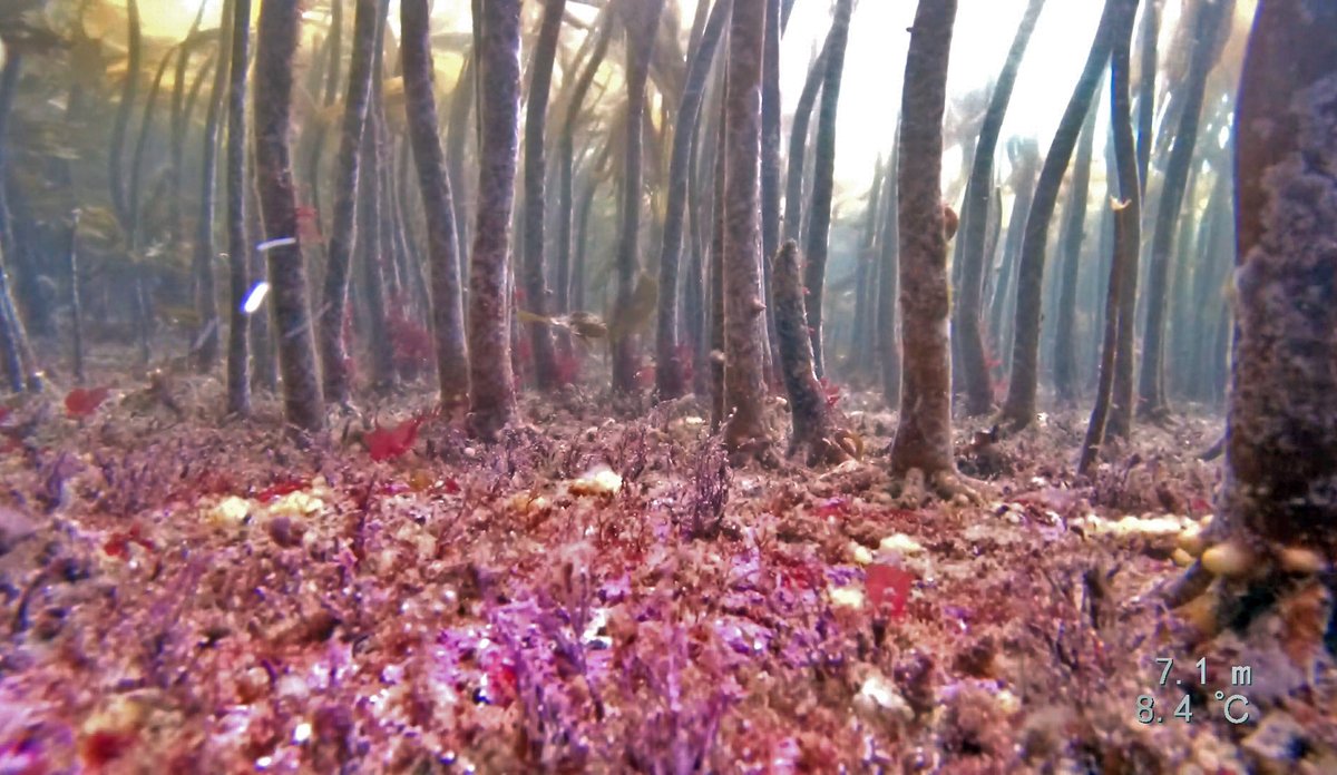 
Tarestilker på rosalignende havbunn i Askvoll