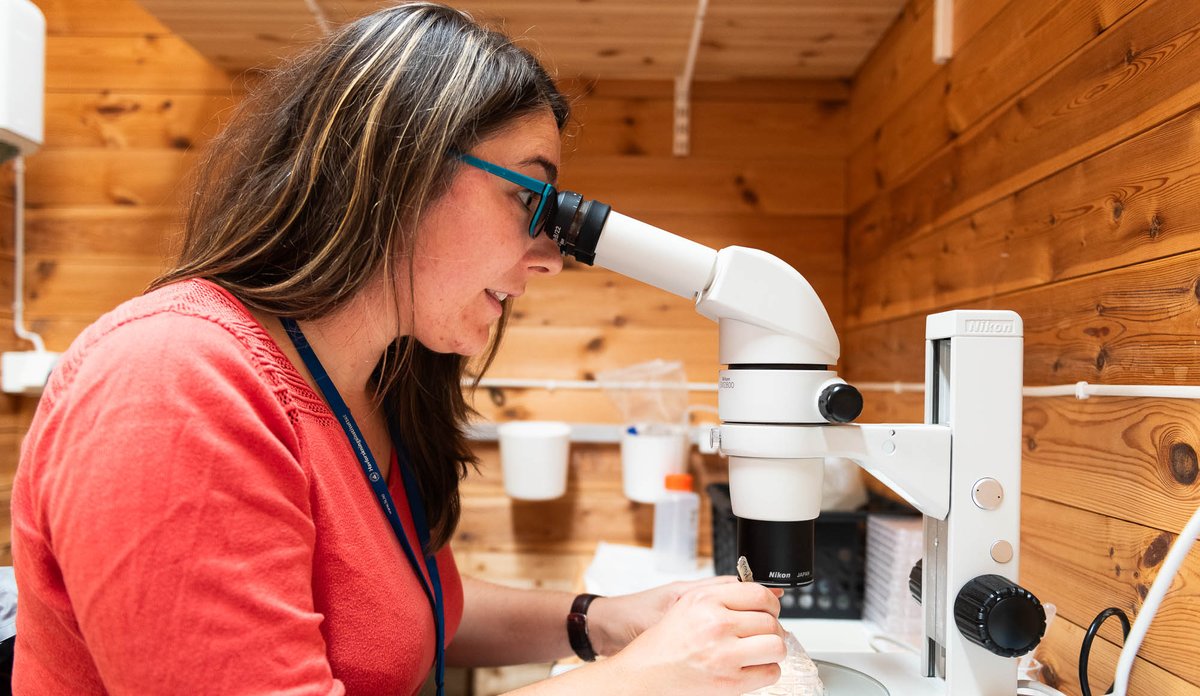 kvinnelig forsker ser i mikroskop