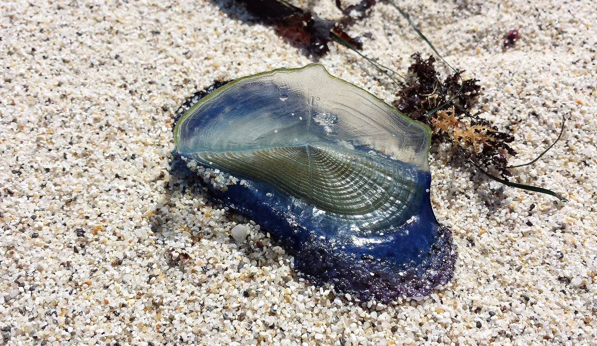 Maneten bidevindseglar som har drive i land på ei strand. Maneten ser nesten ut som ein liten båt med segl. Basen på maneten er blå, medan eit gjennomsiktig segl stikk opp.