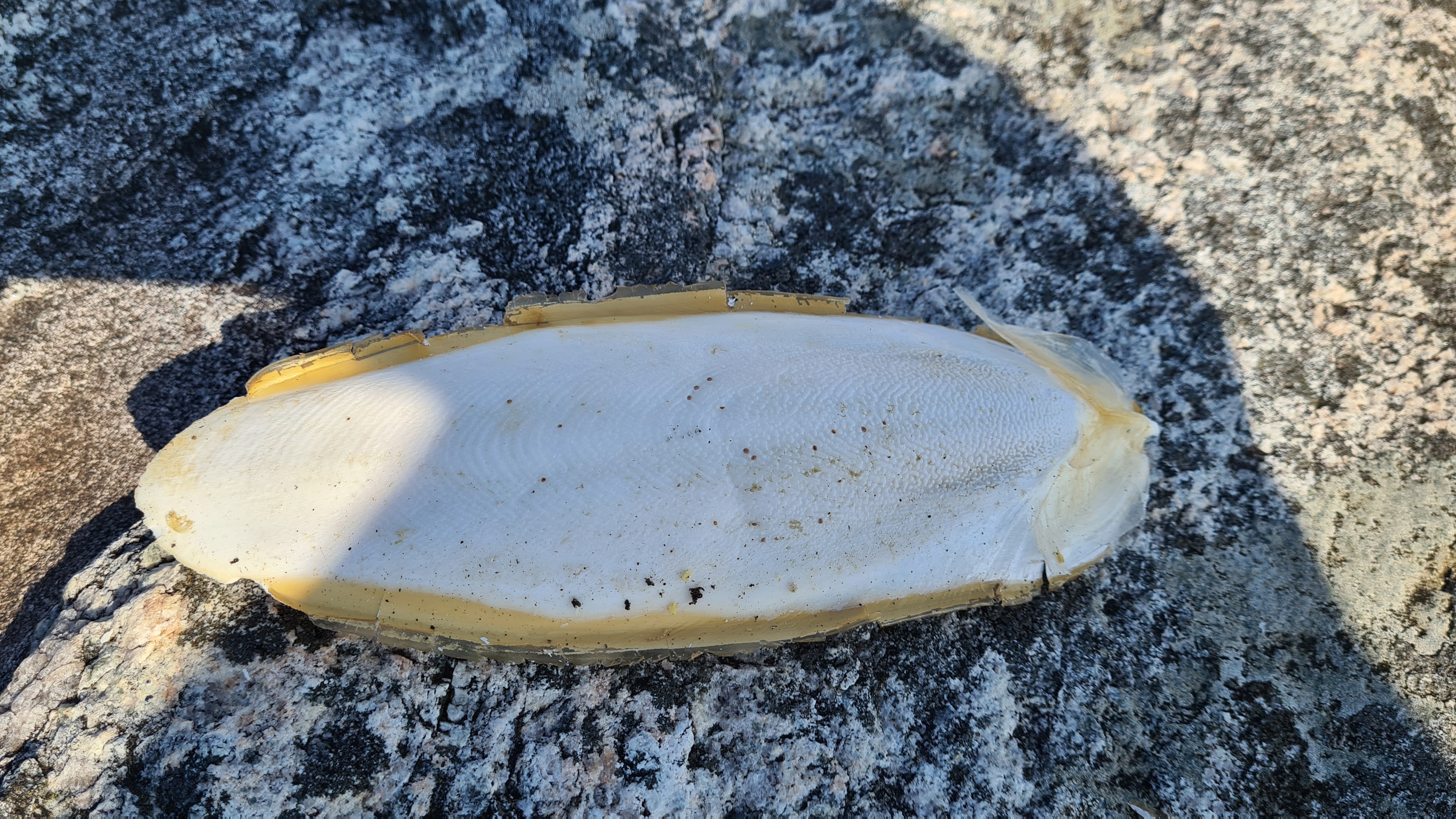 Avlangt hvitt skjell med gule kanter, tilhører blekksprutfamilien Sepidae