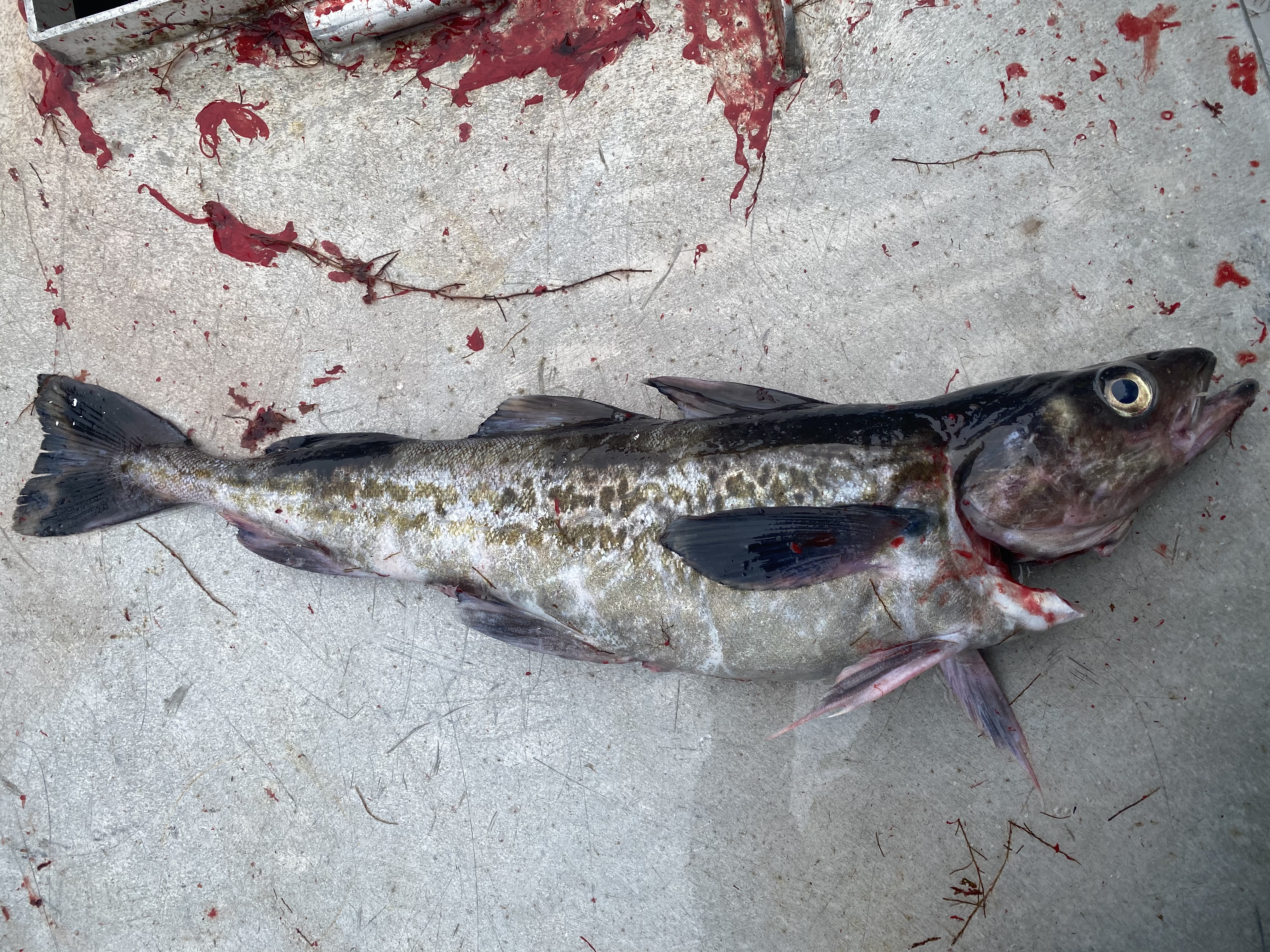 Død fisk på bakken av typen Alaska Pollock