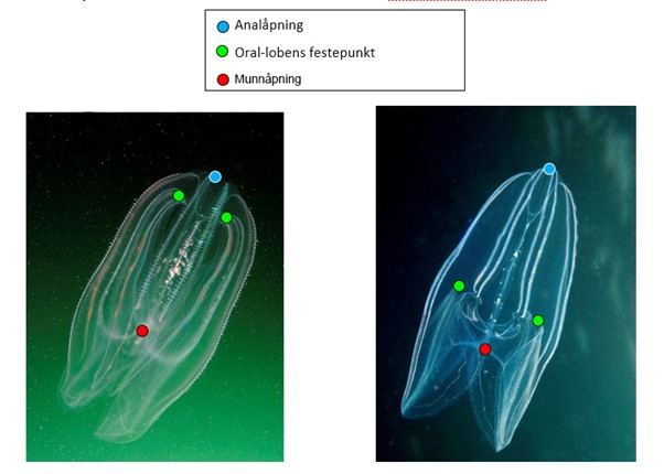 figur som viser forskjellen mellom lobemanetene Mnemiopsis leidyi og Bolinopsis infundibulum 