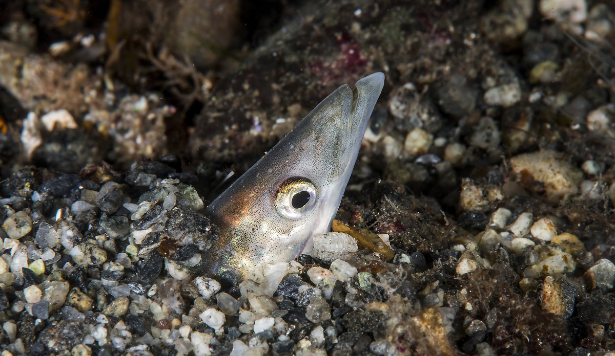 Ammodytes marinus 16 12 2014 2