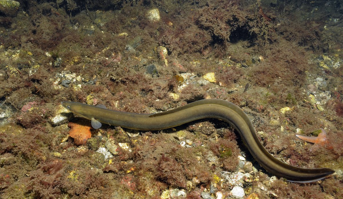 Eel Institute Of Marine Research