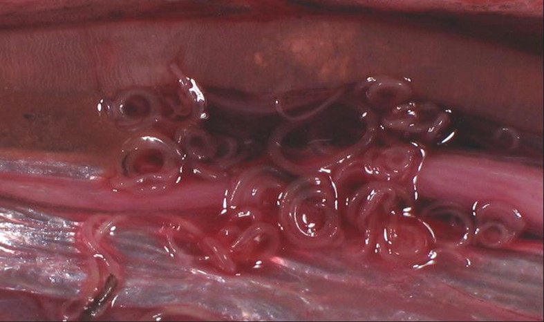 Anisakis pegreffii på innvollene til en makrell fra Middelhavet.