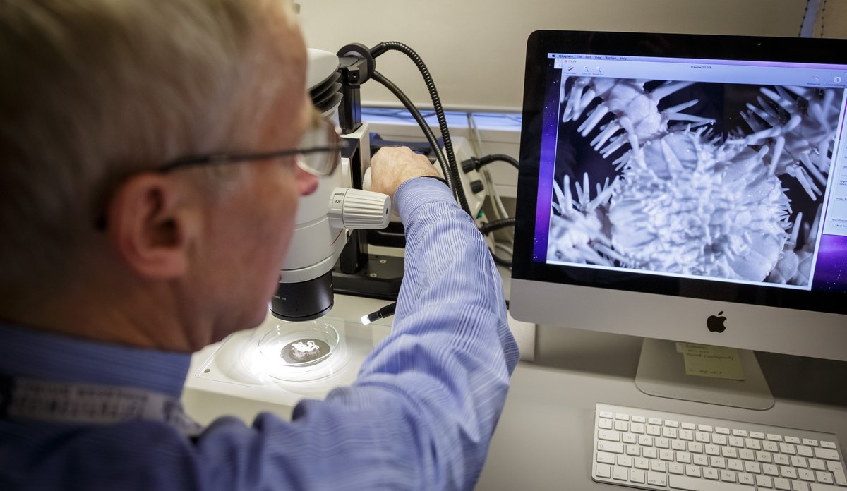 
Arne Hassel ser på slangestjerne i mikroskop