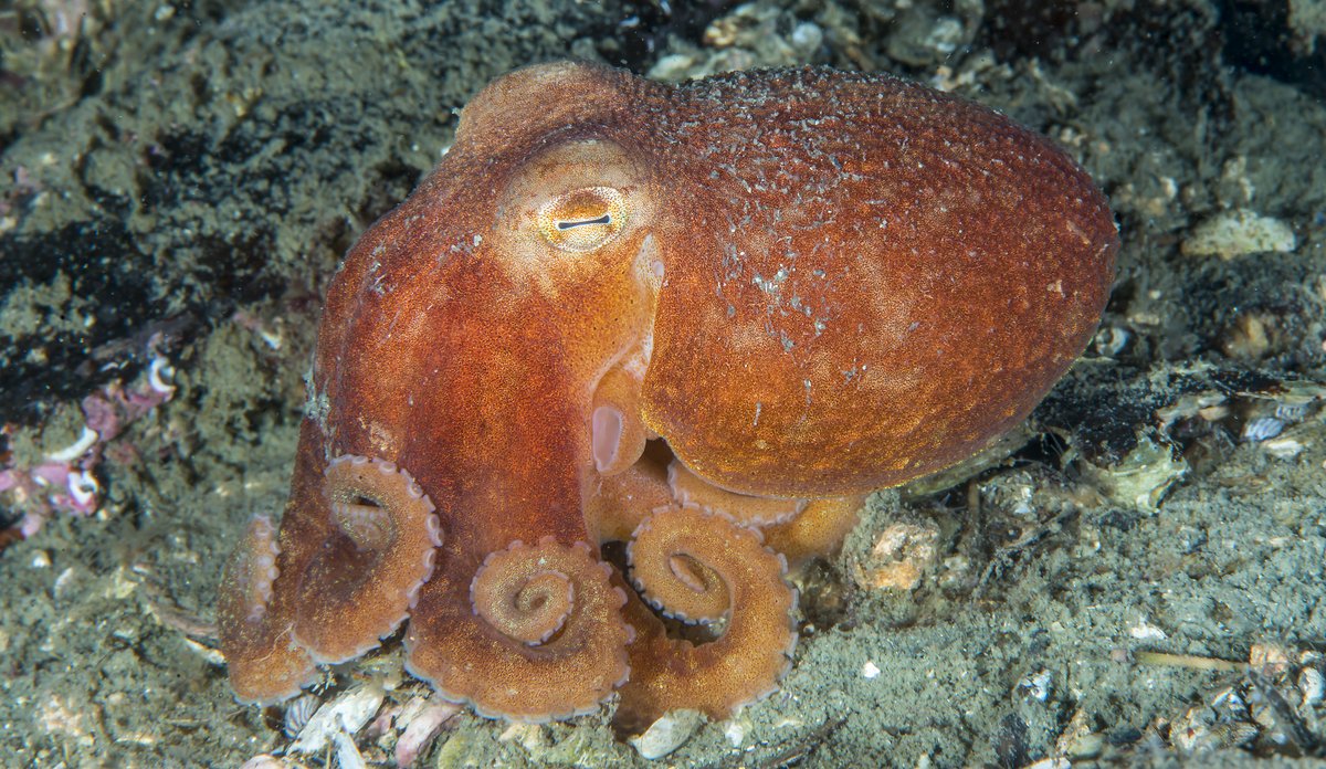 
Åttearmet blekksprut på sjøbunnen med lukkede øyne