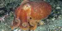

Åttearmet blekksprut på sjøbunnen med lukkede øyne