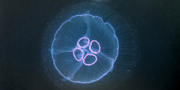 Aurelia aurita i mørkevann