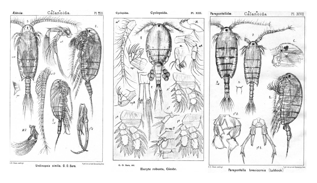 
tegninger av tre sjeldne hoppekrepser