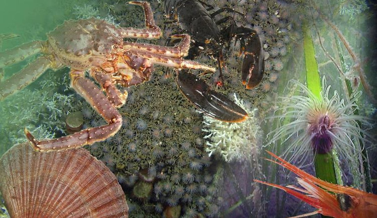 
Bentiske prosesser krabbe