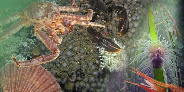 

Bentiske prosesser krabbe