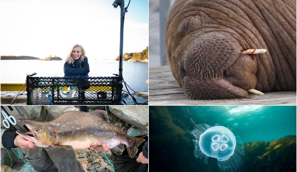 
Collage med fire bilder. Oppe fra venstre: Kvinne på kai bak en stor hummerteine med kamera montert på stang, ansiktet til en hvalross, en pukkellaks i hendene til en person og et undervannsbilde av en blå glassmanet.