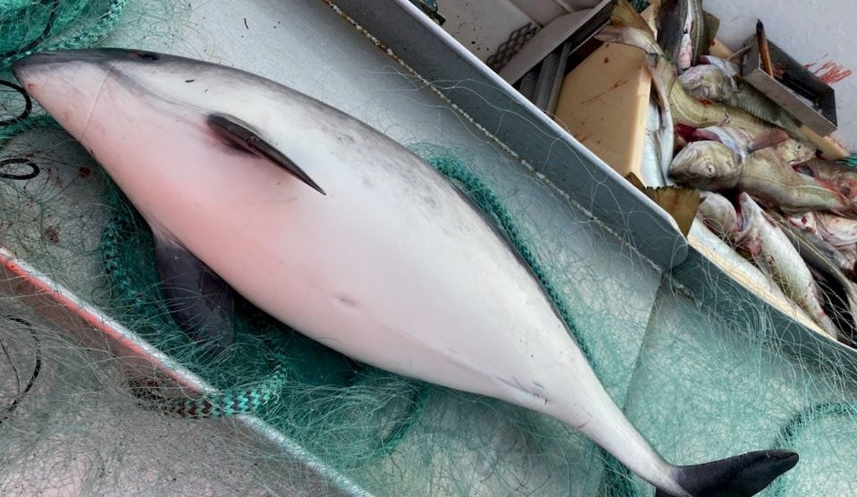 
Død nise ligger på grønt fiskegarn på metallbenk.