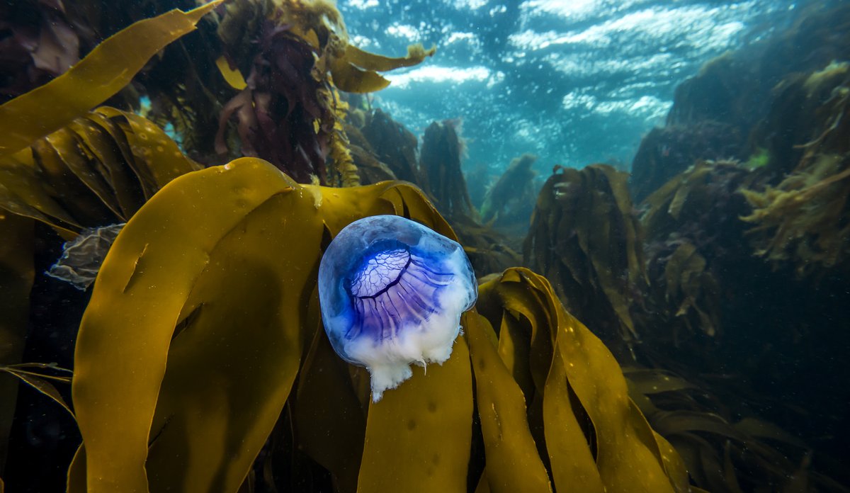 En blå manet driver forbi brun, med turkis vannoverflate i bakgrunnen