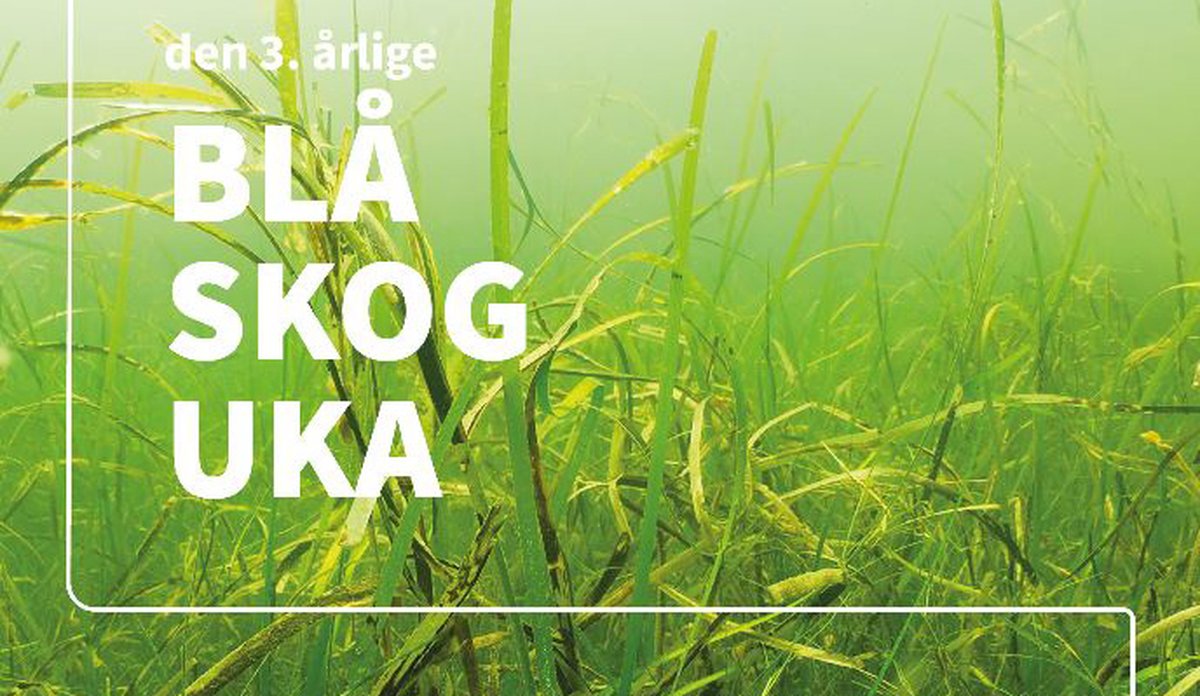 Blå skog uka 2022 1
