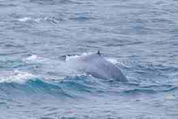 En blåhval svømmer i havet. Bare ryggen på hvalen er over vannoverflaten.