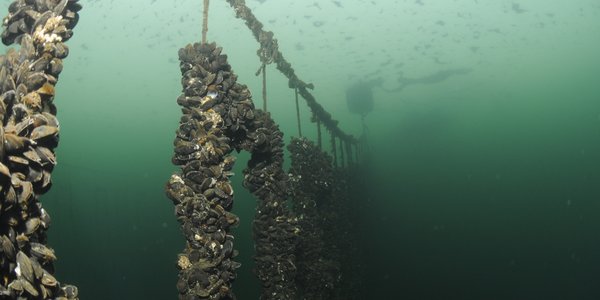 

blåskjell på veksttau ifm. blåskjelloppdrett