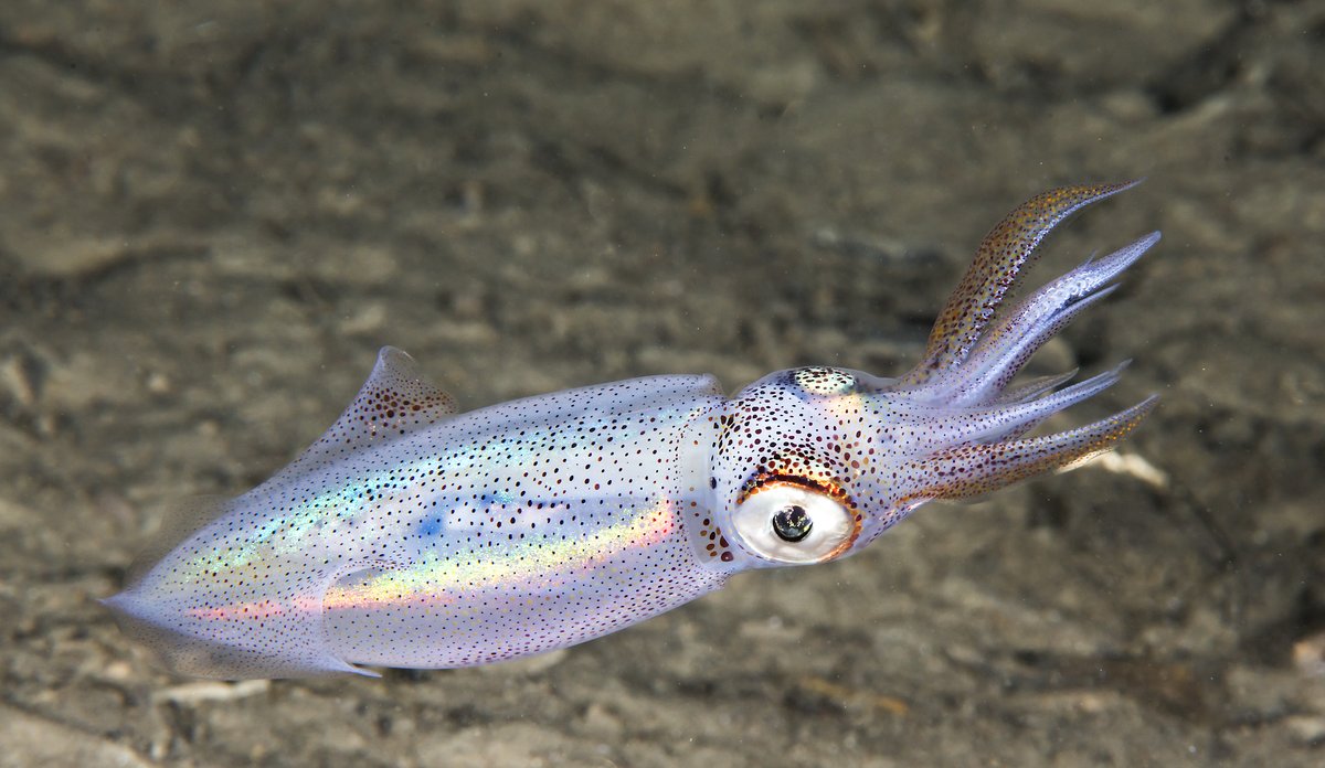 A comon squid showing it's iridescent sheen