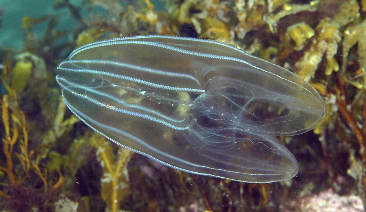 lobemaneten Bolinopsis infundibulum