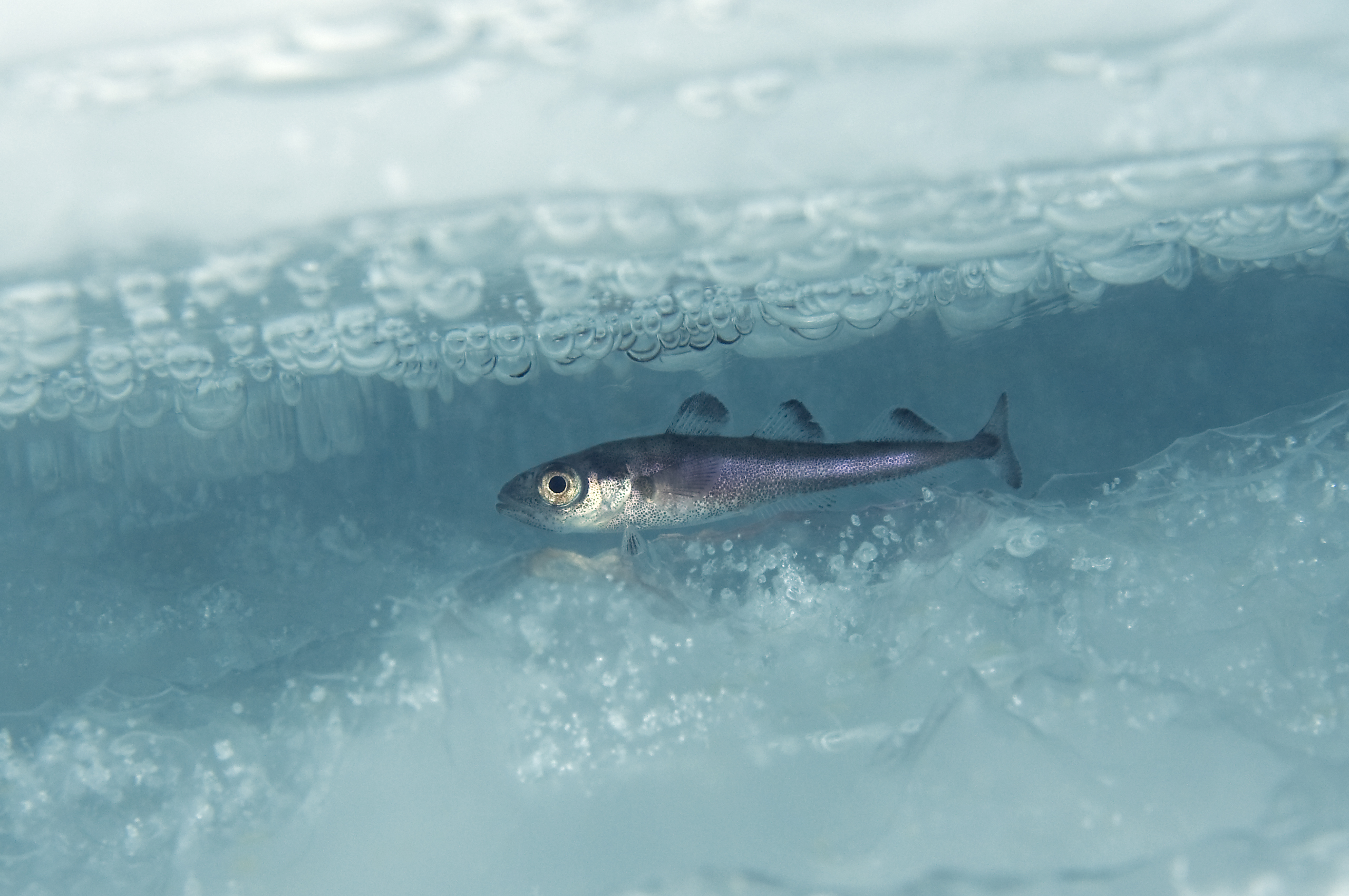 liten fisk inne i isen 