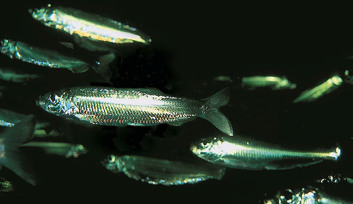 Brisling (Sprattus sprattus)