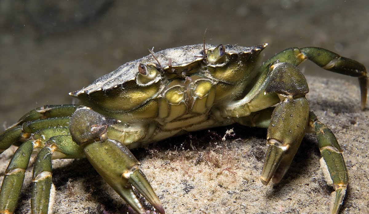 grønn strandkrabbe på en stein