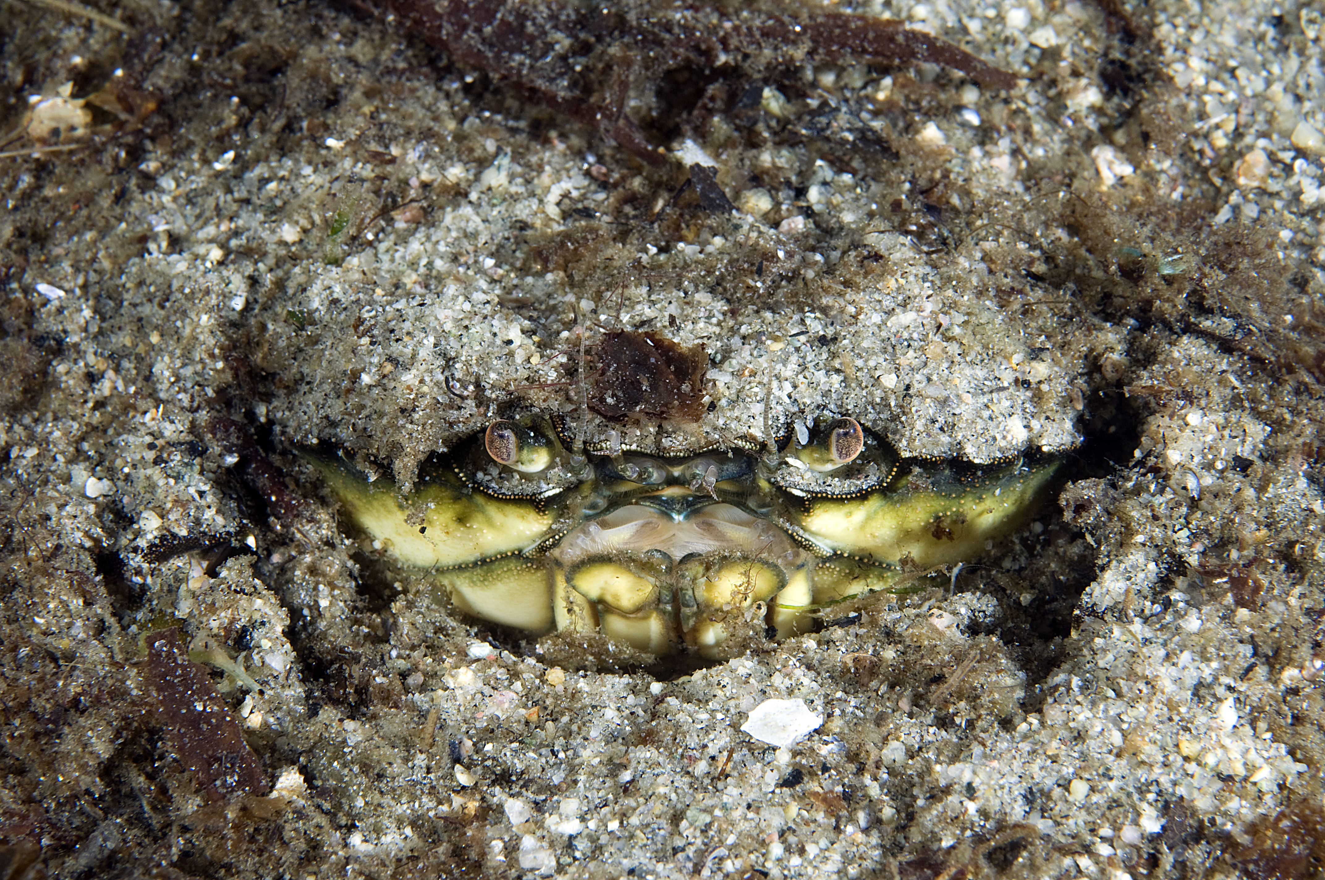 
Øynene og munnen til en strandkrabbe er synlig mens den gjemmer seg i sandbunnen
