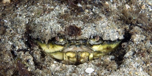 

Øynene og munnen til en strandkrabbe er synlig mens den gjemmer seg i sandbunnen
