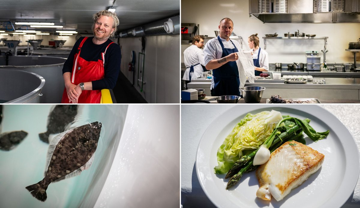 Foto-kollasj av Haatuft, Sæle, og oppdrettskveite