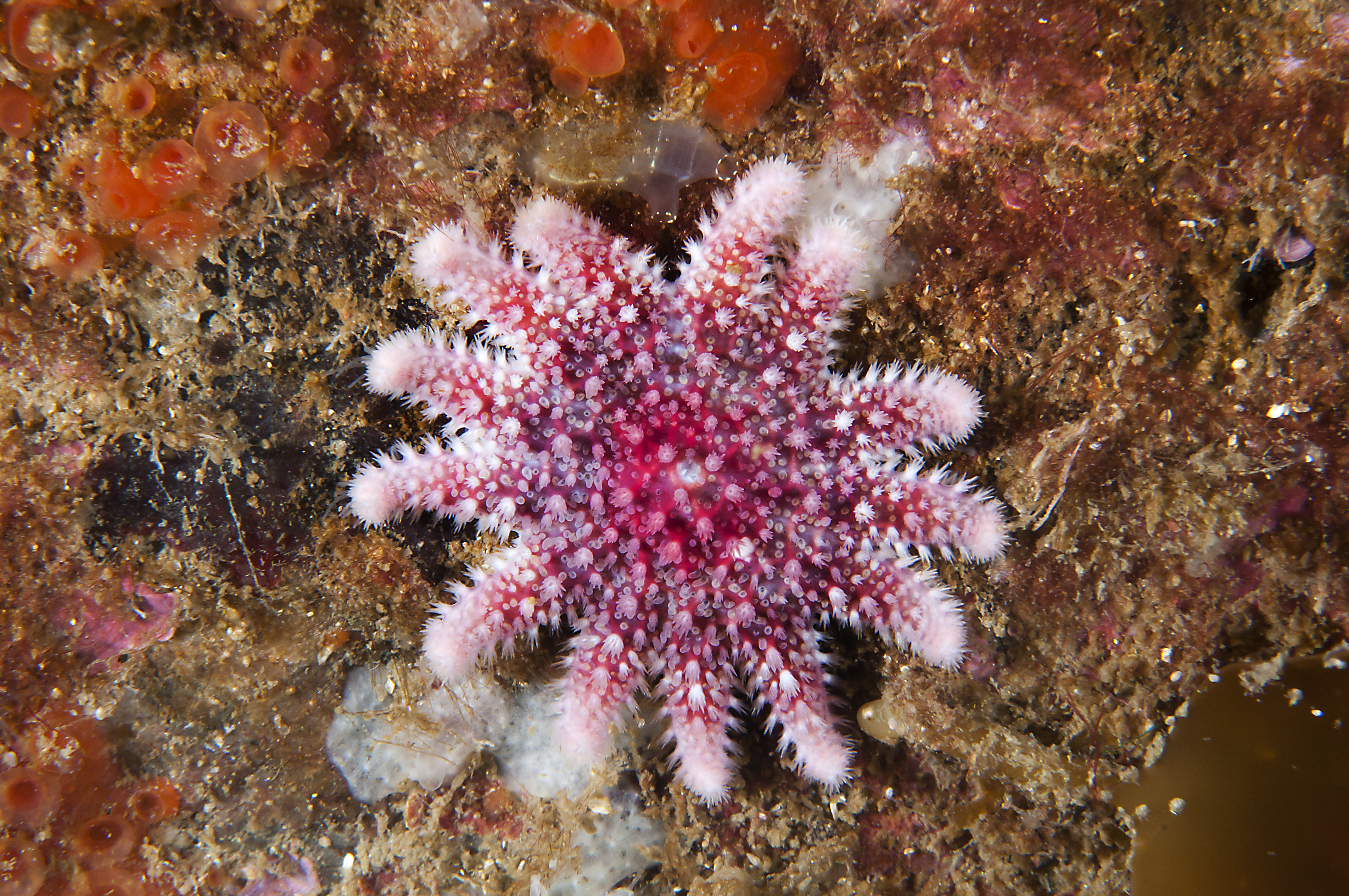 Crossaster papposus juvenil 