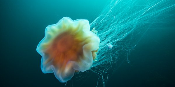 Cyanea capillata 15-07-2015_2.jpg