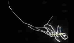 DENNE 2 Nymphon elegans  body composite R351 347