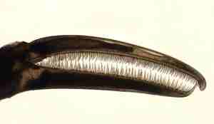 DENNE 3 Nymphon elegans chelae med fingre