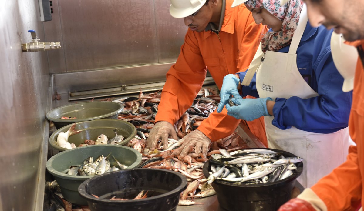 Sortering av fangst ombord på Dr. Fridtjof Nansen.