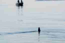 Ryggfinnen til en brugde stikker opp av vannskorpen på sjøen.