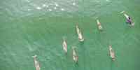 

Dronebilde av en flokk på syv grå niser som svømmer i grønnfarget vann.