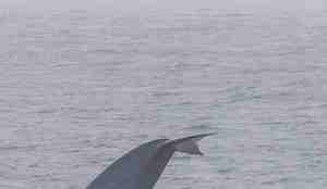 Halefinnen til en blåhval stikker opp av havoverflaten.