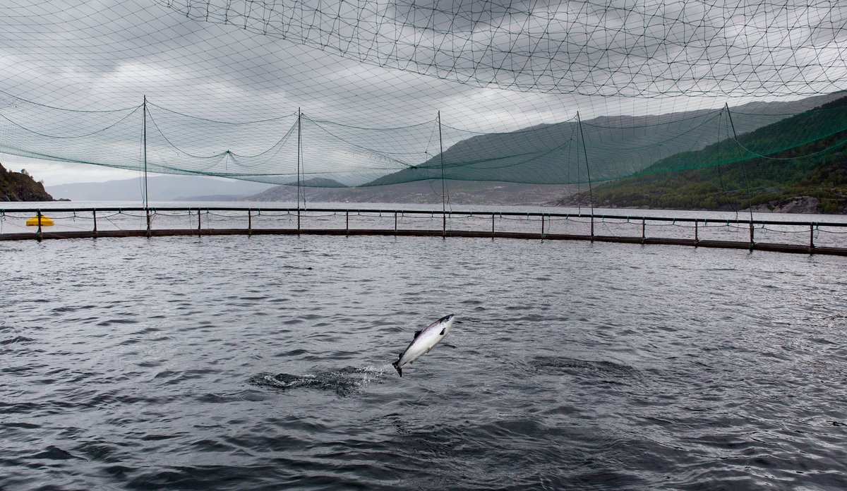En laks hopper opp av vannet i en merd