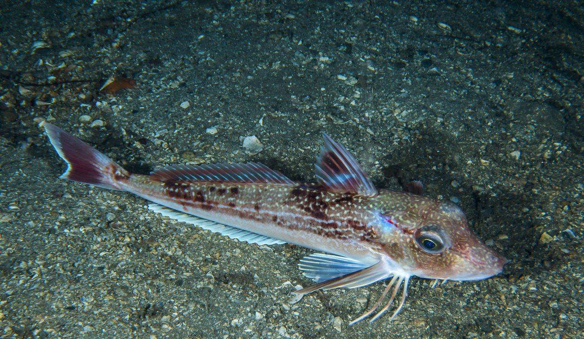 en knurr (Eutrigla gurnardus) på skjell-/sandbunn