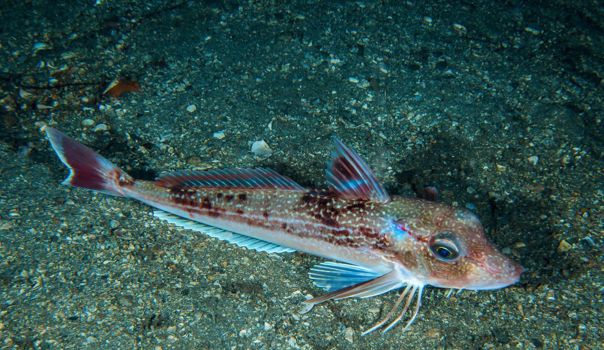 en knurr (Eutrigla gurnardus) på skjell-/sandbunn