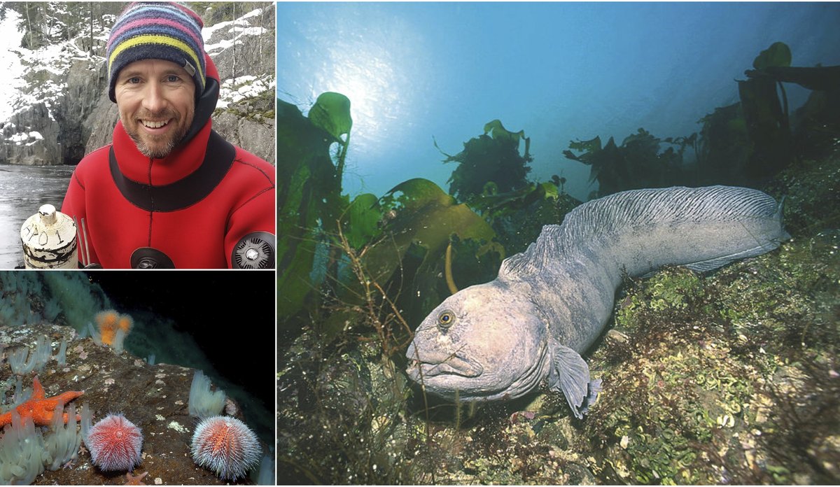 Collage of three photos. One man smiling to the camera, wolf fish on the sea floor and sea urchin.