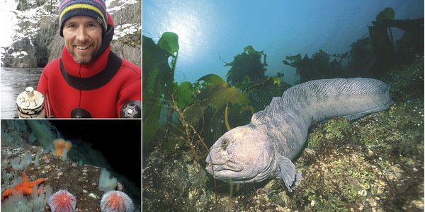 

Collage of three photos. One man smiling to the camera, wolf fish on the sea floor and sea urchin.