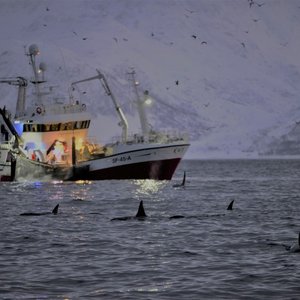 Fiksebåt ominget av hvaler