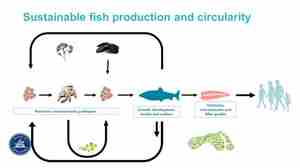 Figure - Sustainable fish production and circularity