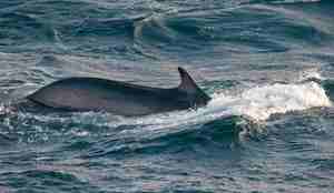 Finnhvalen kan bli opptil 22 meter og 80 tonn, og man antar den kan leve opp mot 100 år.
